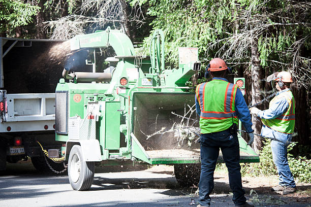 Lake Forest, IL Tree Removal Services Company